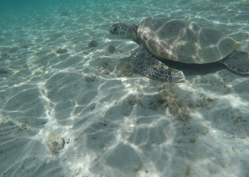 Sea Turtle @ Anini Beach